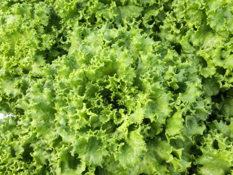 サラダよし！炒めてよし！シャキッ！炒チャオレタス＊2個
～農薬/化学肥料・不使用