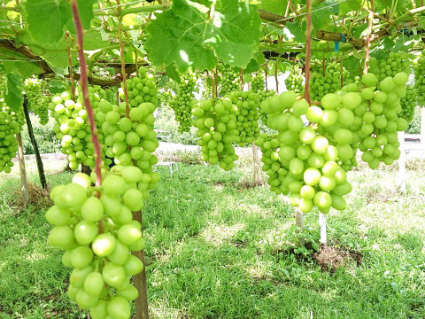 《送料無料》《希少品種》食べたことありますか？オリエンタルスター　2キロ箱使用（4〜8房）種なし