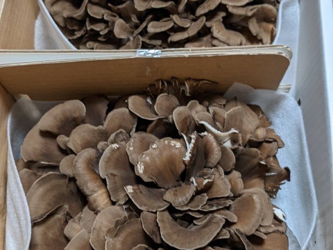 【ときどきオマケつき！】濃厚味わい！苦み少ない「びっくり舞茸」2株(1株 650g以上)