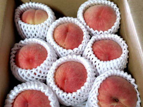 希少品種が入るかも！【品種おまかせ🍑白桃】訳あり2kg ※8~9月発送