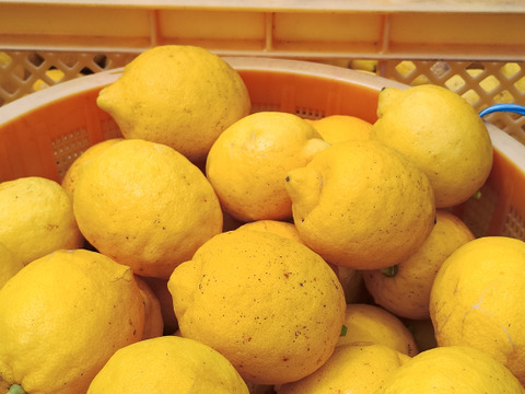 【完熟】【栽培期間中農薬不使用】大崎上島産レモン4kg