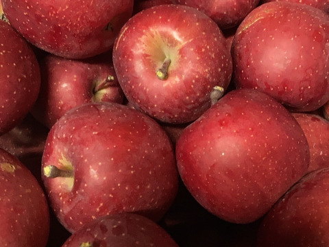 すぐ発送！宮美ふじ　家庭用訳あり小玉箱込5.5キロ　農薬半減栽培で安心安全！