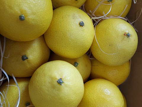 【2026年】【希少】湘南ゴールド（ハウス）　2kg 3Lサイズ(直径6.7～7.2cm)【幻のオレンジ】