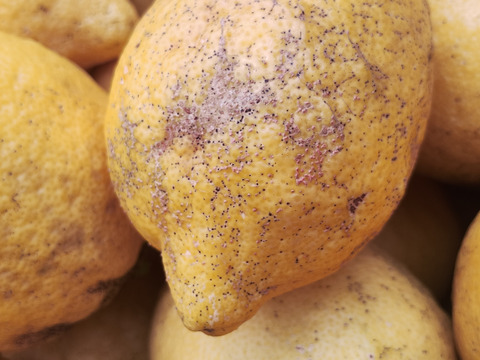 果汁4kg【果汁用】【訳あり】【完熟】【栽培期間中農薬不使用】大崎上島レモン4㎏