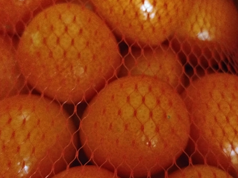 フルーツ金柑　1キロネット（L以上混合）