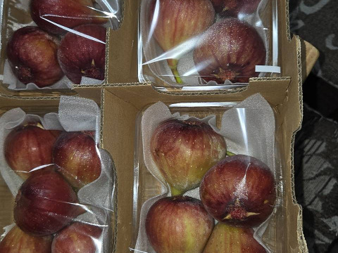 【ご家庭用】朝採りいちじく1箱