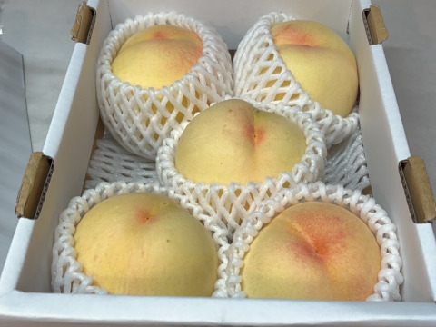 クール便】(訳あり品)岡山白桃 1.4kg：岡山県産の白桃｜食べ