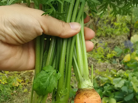 ウサちゃんの野菜🐰🐰🩷🩷🩷ばぁばのモノスゴイ野菜🐰🐰🌱🌱🌱人参の葉など盛りだくさん🥕🍌✨✨✨