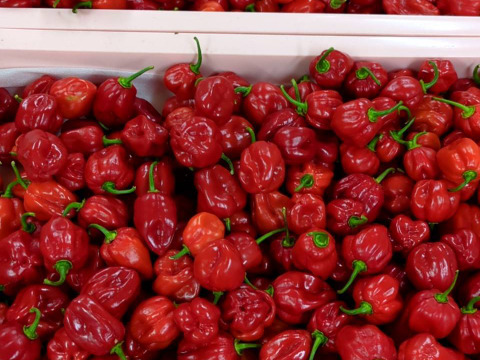 激辛 赤辣妹子 激辛 赤絲椒 セット長野県産12キロ 激辛 赤辣妹子 激辛 赤絲椒 セット長野県産12キロ 激辛 赤