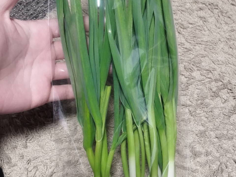 農薬不使用 葉ニンニク 石川県産 10束/約1000g