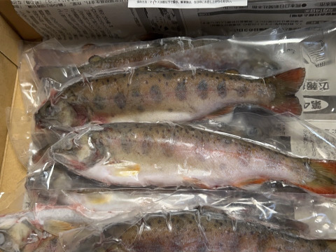 阿蘇から届く!! まぼろしの魚・かわべの湧水やまめ(10匹冷凍)