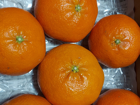 ラスト　甘平　 家庭用Ｂ品　4キロ