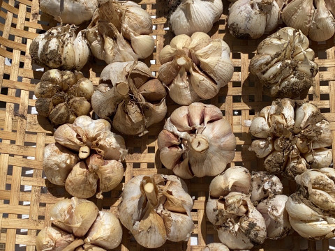 【テレビで紹介されました！】訳ありニンニクミックス【栽培中農薬不使用】
