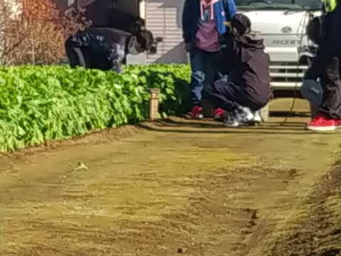 石井食品おまけ付　多数メディア出演！「彩の国のかぶ」約3kg　川越市品評会特別賞受賞