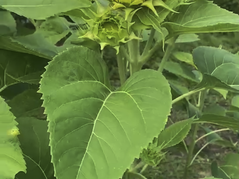 モネの「八重ひまわり」3本（40㎝）
