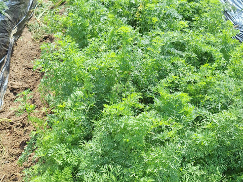 【農薬化学肥料不使用】旬の野菜セット(80サイズ5-6品)