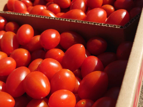 『みんなで分けられる』フルーツミニトマト（３kg）シェアに最適！