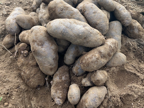 【自然栽培】千葉県産じゃがいも（シャドークイーン）1.5Kg