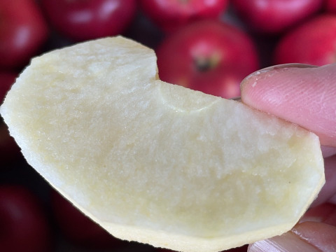 お菓子作りに最適！ りんご紅玉 (B品1㎏)