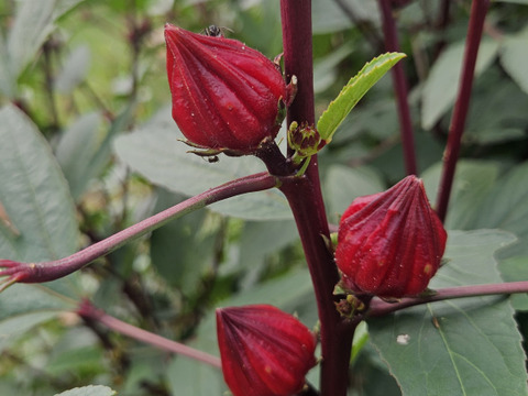 三輪山の麓で育ちました！ローゼル 1kg