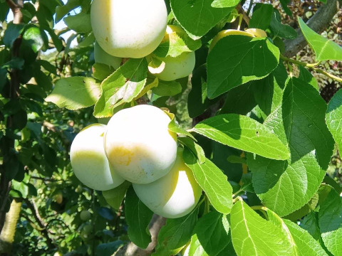 みどりの西洋プラム グリーンゲージ (1kg)