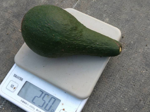 【愛知県産】希少な国産アボカド