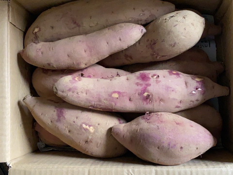 完売間近‼️栗のようなホクホク食感！千葉県香取市産さつまいも【紅あずま】2.8kg S・M