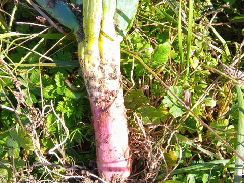 赤ねぎ　肥料農薬不使用、自然栽培、固定種