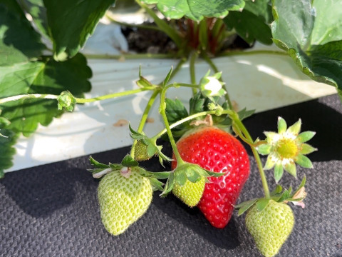 【イチゴ界の四冠王】甘み×酸味×風味×うま味の饗宴🍓四つ星🍓品種指定キャンペーンお試し約250g【冬ギフト】【2月上旬予約】