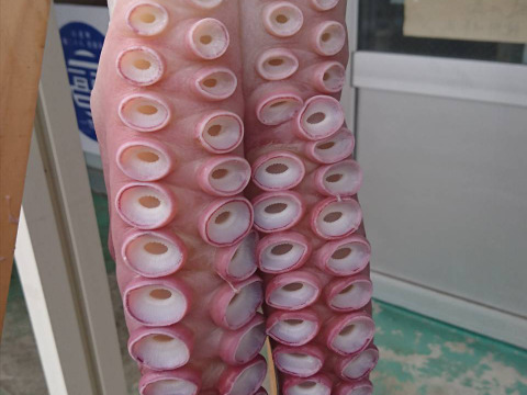 1.2kgミズダコ足頭セット【人気No1】活茹でタコ【真空加工】　北海道白老産