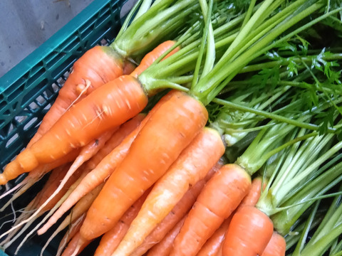 わしゃわしゃ葉付き　新黒田五寸にんじん　自然栽培　自家採種