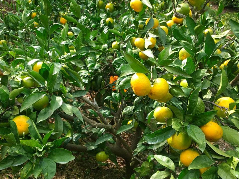柑橘シーズンのはじまり！【精品】極早生みかん（５ｋｇ）サンプル糖度8.7～10.4度。見た目のきれいなものです。１０月２日収穫