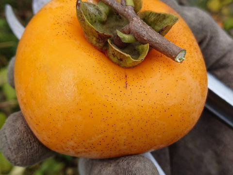 【20セット限定】【自然栽培】干し柿作りセット【作り方付き】