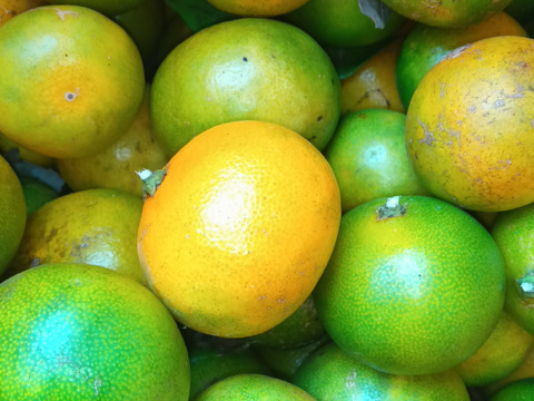 みかん　肥料農薬不使用