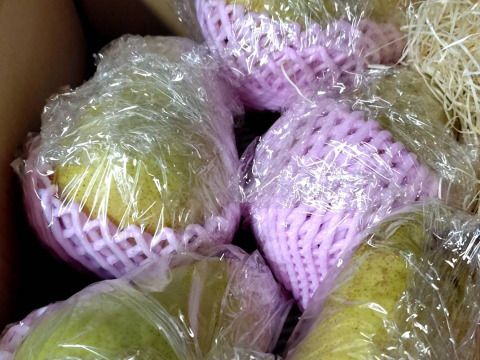 農薬節減★アミノ酸肥料で作った★洋梨 マルゲリット・マリーラ　2キロ 5〜7個 ギフトにも 【9月上旬〜】