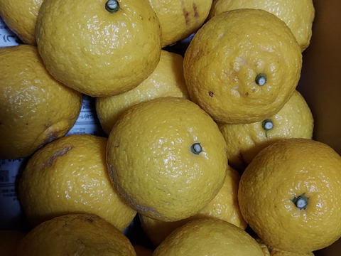 はるか　春の味　家庭用Ｂ品　箱込み4.5キロ