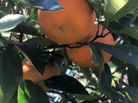 🍊橙（だいだい）付き🌅✨✨【数量限定】子供に食べさせたい野菜（５品目～７品目）😋🥬ばぁばのものすごい野菜🥕✨✨✨