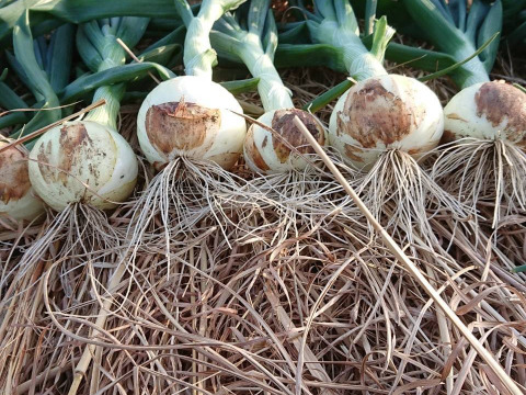 空気と土の恵みをたっぷりと吸収した新玉ねぎ【10個】農薬不使用、化学肥料不使用による贅沢な味わいのひと時を