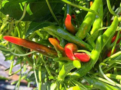 2024年　新鮮青生、唐辛子とうがらし(鷹の爪)　　期間限定品！500g(約150～180本)