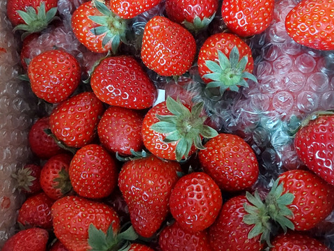 いちごさま専用ページ♡ 紅白いちごセット | 商品詳細 | 高島屋オンラインストア