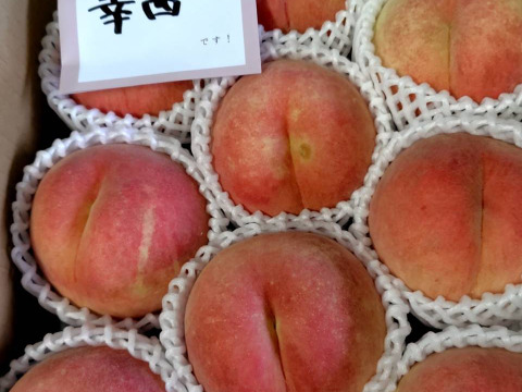 運命の出会い⁉️【67品種の桃を栽培】品種は何が届くかお楽しみ！白桃3㎏【夏ギフト】