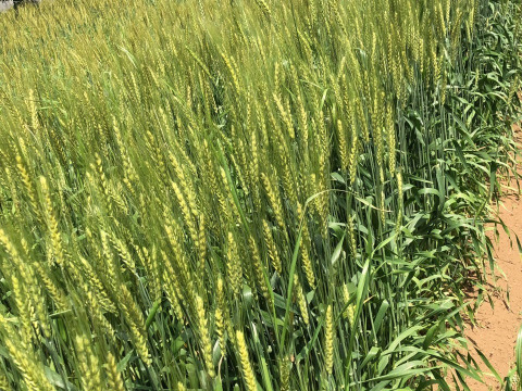 やっぱりパンが好き 数量限定 ばぁばのモノスゴイ野菜 ５品目 ７品目 スカット元気セット 挽きたて全粒粉小麦つき 千葉県産 食べチョク 農家 漁師の産直ネット通販 旬の食材を生産者直送