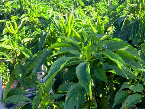 2024年　新鮮青生、唐辛子とうがらし(鷹の爪)　　期間限定品！500g(約150～180本)