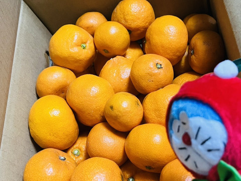 人気No.1手が止まらない有田みかん5kg！糖度11度〜