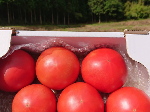 【高原野菜】大自然で育った桃太郎トマト(1.5kg)