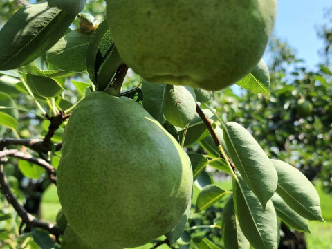 家庭用　ラ・フランス　2.5kg