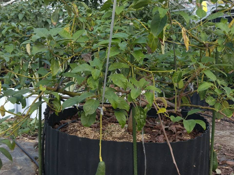 【愛知県産】希少な国産アボカド