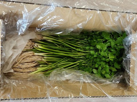 【レビューで100g増量】根っこが主役！湯沢市産『三関せり』500g　
※レビュー記載されていただける方は注文画面の特記事項
に『レビューあり』とご記載ください。