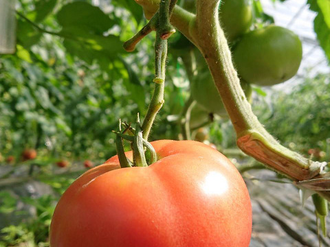【高原野菜】大自然で育った桃太郎トマト(1.5kg)