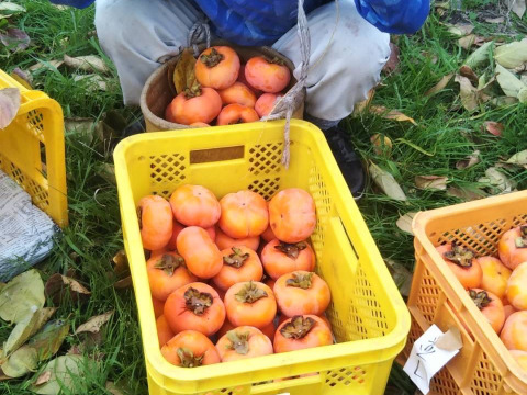 【11月中旬発送】幻の柿 次郎柿！御贈答用2Lサイズ26個入り（7.5ｋｇ）【予約】